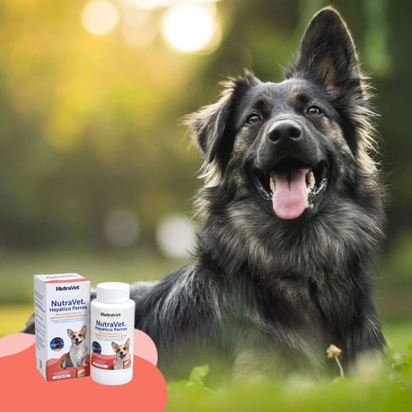 NutraVet Hepático para Perros