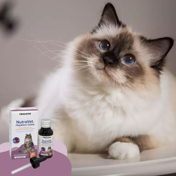 NutraVet Hepático para Gatos